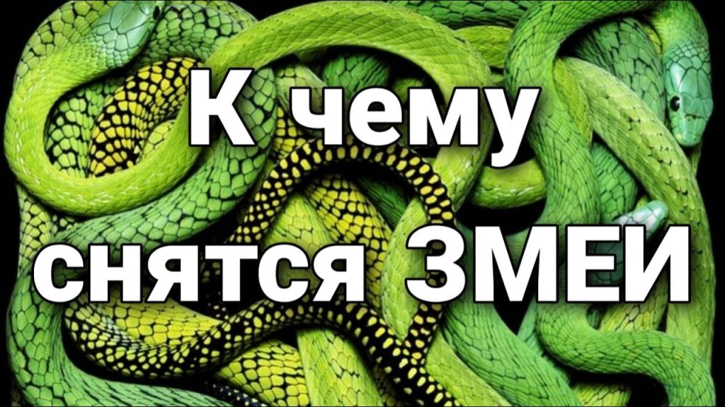 К Чему Снится Змея: Толкование и Символика Сновидения