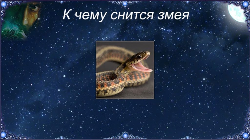 К Чему Снится Змея: Толкование и Символика Сновидения