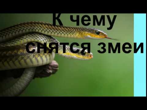 К Чему Снится Змея: Толкование и Символика Сновидения