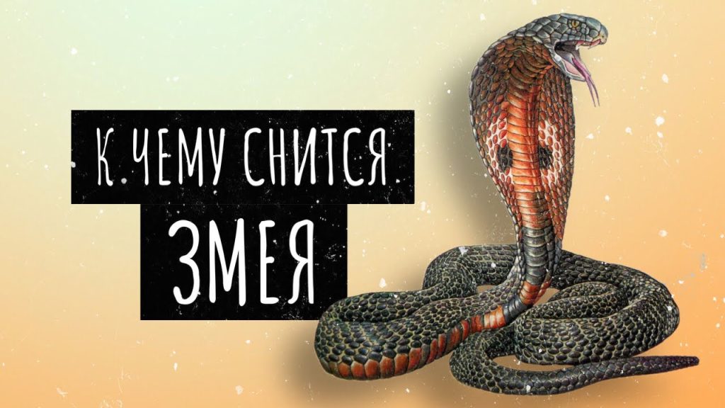 К Чему Снится Змея: Толкование и Символика Сновидения