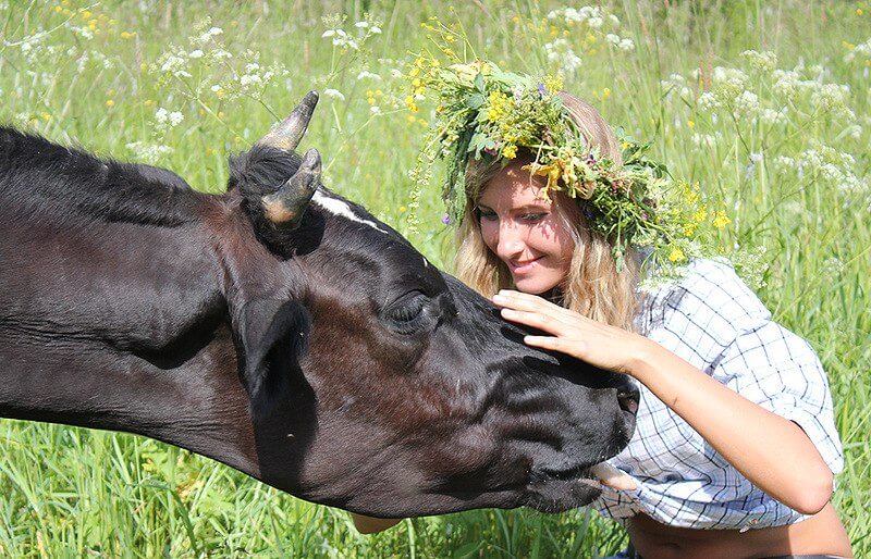 До Чого Сниться Корова Жінці: тлумачення сновидінь і символіка