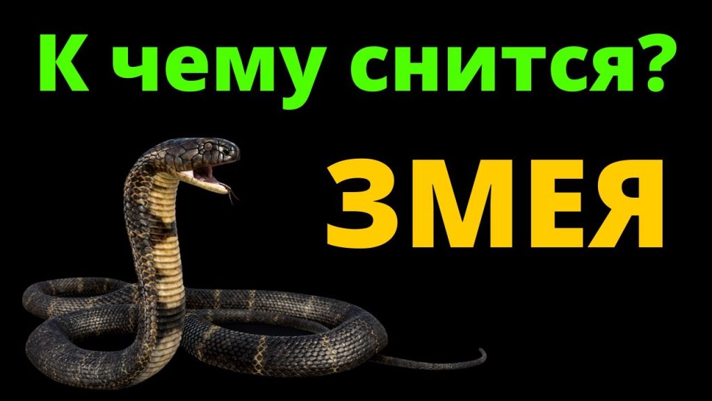 К Чему Снится Змея: Толкование и Символика Сновидения